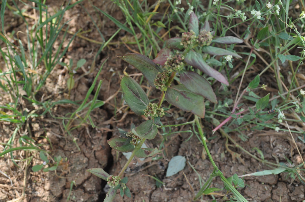 Euphorbia hirta